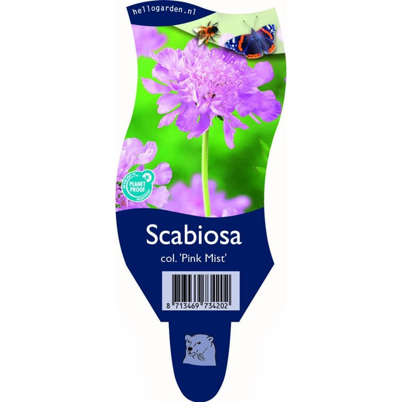 Åkervädd – Scabiosa columbaria 'Pink Mist' - P11